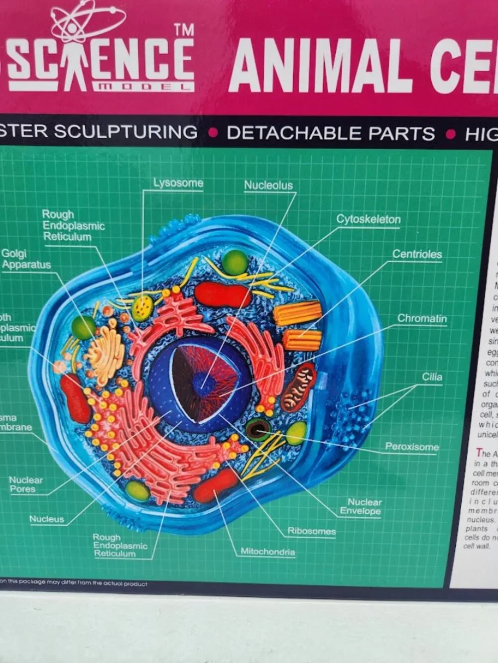 4D Science Animal Cell Anatomy Model High Quality Sculpture Highly Detailed Scho